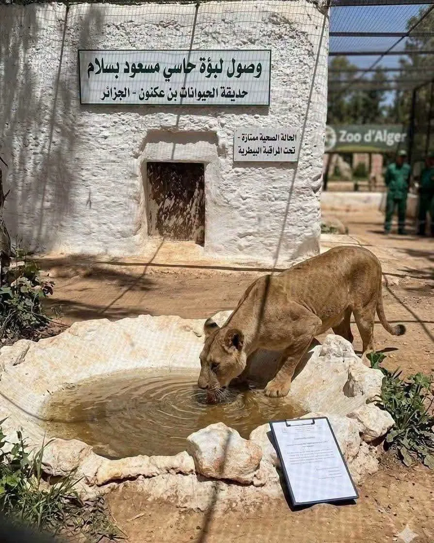 هذا مصير اللبؤة التي حدثت الرعب في حاسي مسعود
