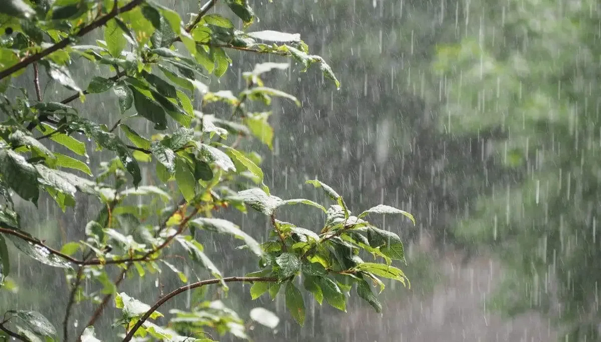 أمطار رعدية غزيرة غدا الخميس في هذه الولايات